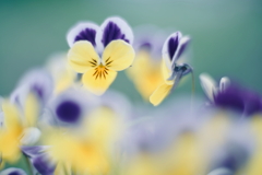 路傍の花 i