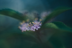 小さな小さな花