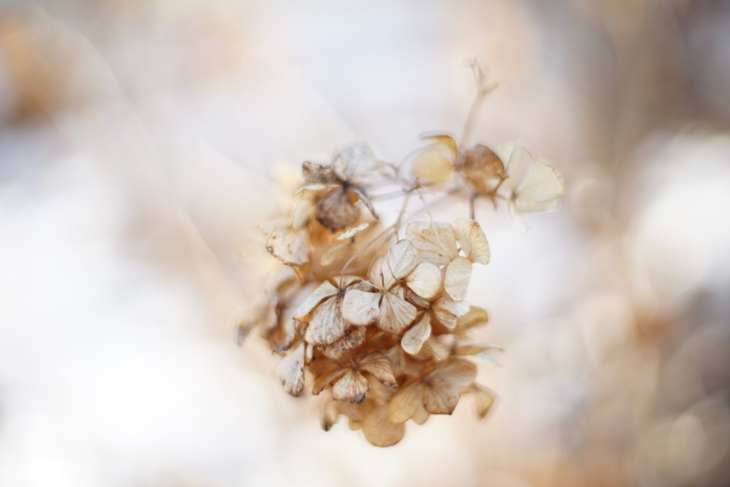 紫陽花に寄せる想い 補遺 22