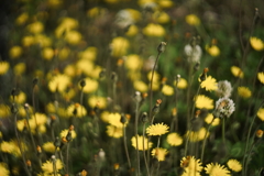 路傍の花 補遺3