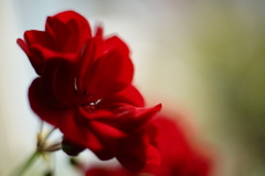 紅い花