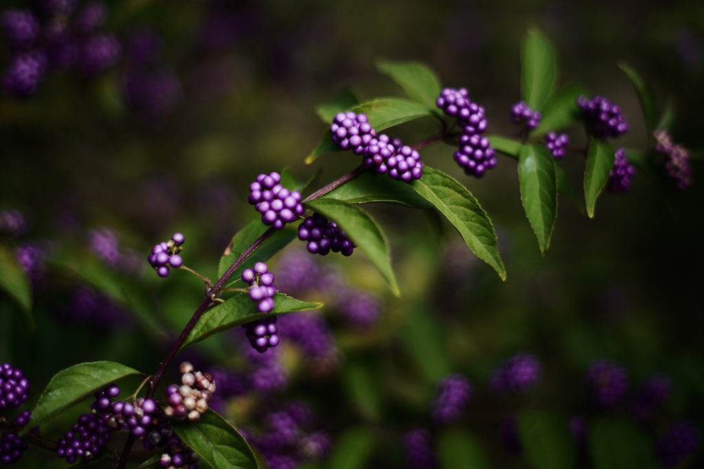 庭の紫