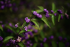 庭の紫