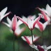 開花後