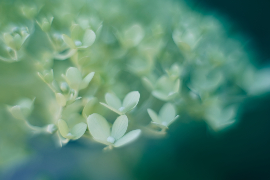 紫陽花に寄せる想い o