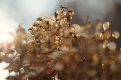 冬紫陽花 13