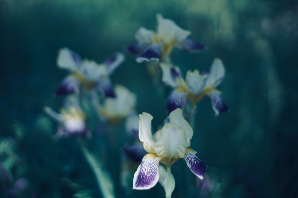 路傍の花 s