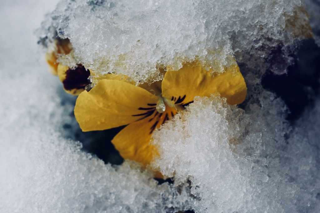 名残りの雪 3