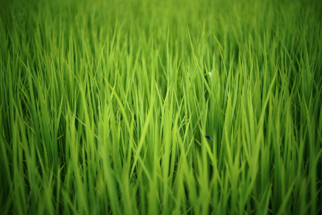 田は緑