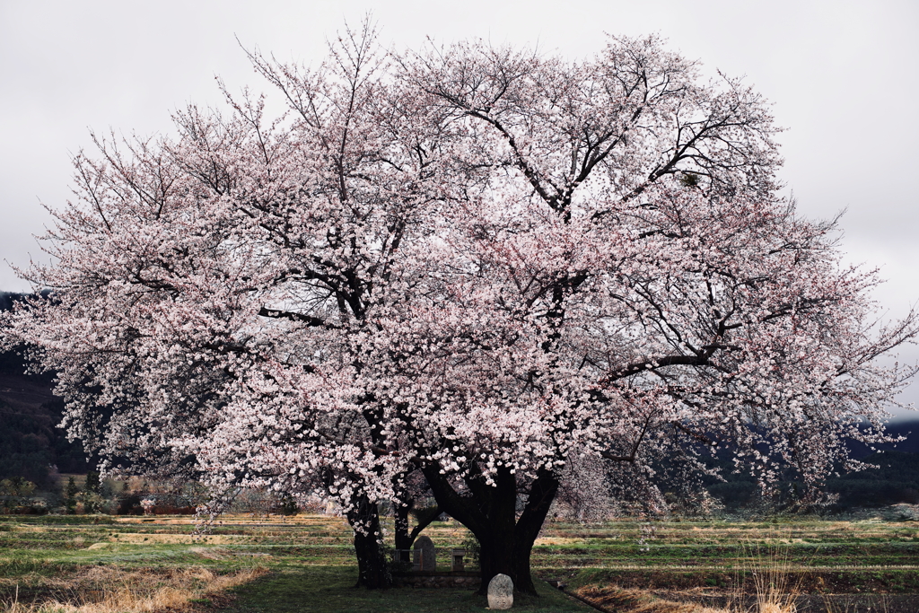 水神様の桜の木・春
