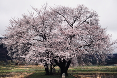 水神様の桜の木・春