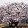 水神様の桜の木・春