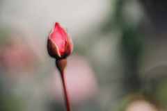 バラのつぼみ