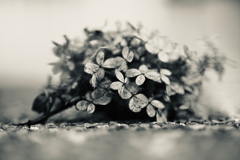 紫陽花に寄せる想い 補遺 14