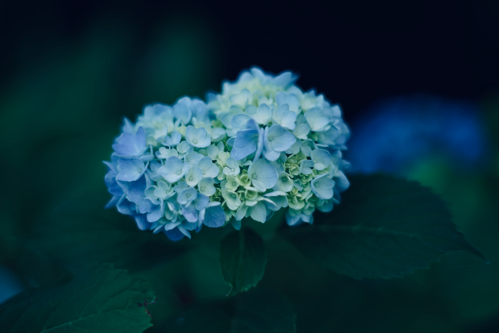 紫陽花探訪 d