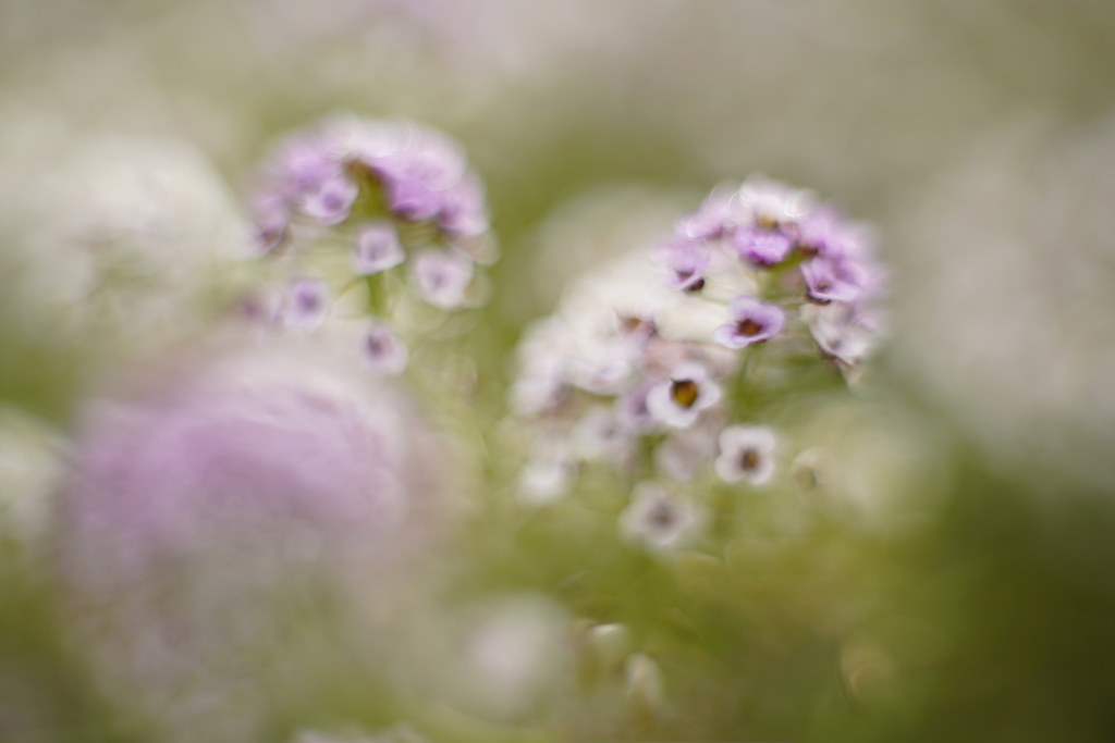 小さな花が色づく時 2