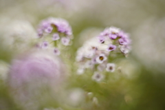 小さな花が色づく時 2