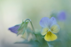 淡く咲く f