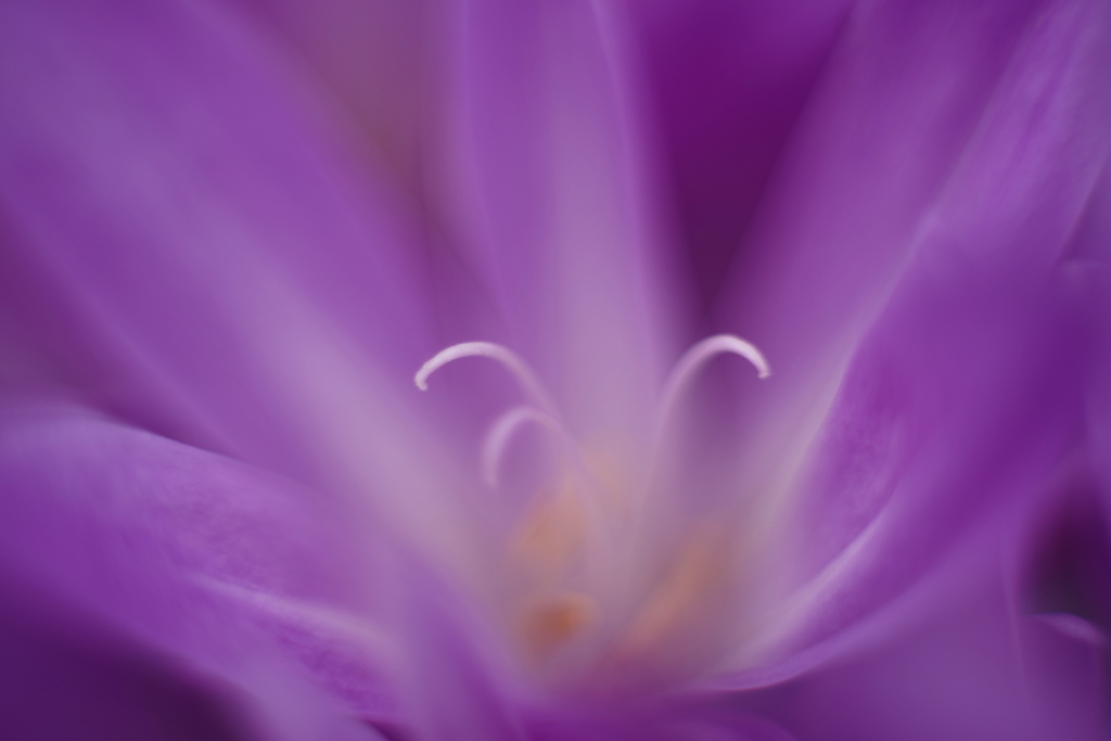 地には花 4