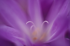 地には花 4