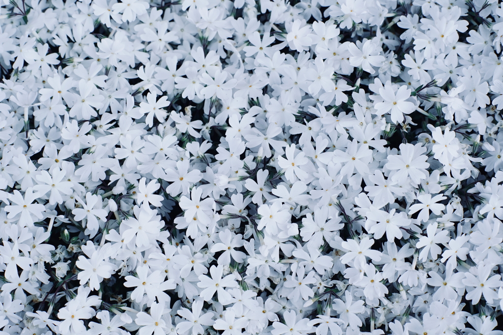 夢芝桜 b
