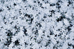 夢芝桜 b