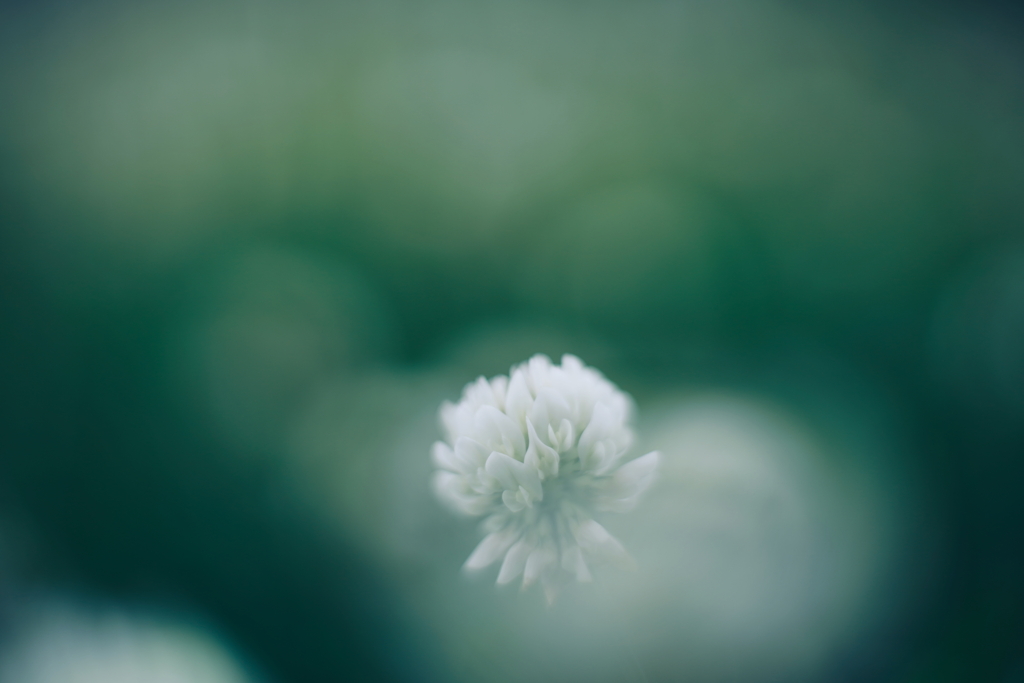 白い花咲く頃 b