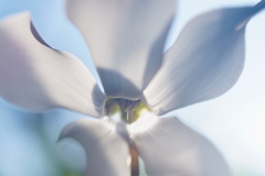 窓辺の白い花