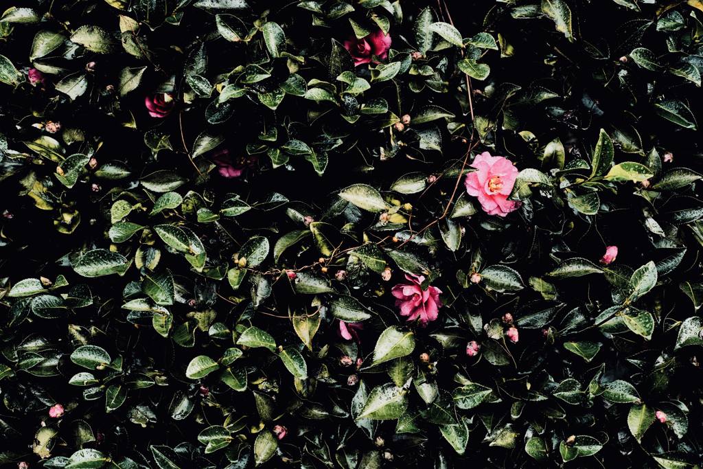 山茶花模様 2