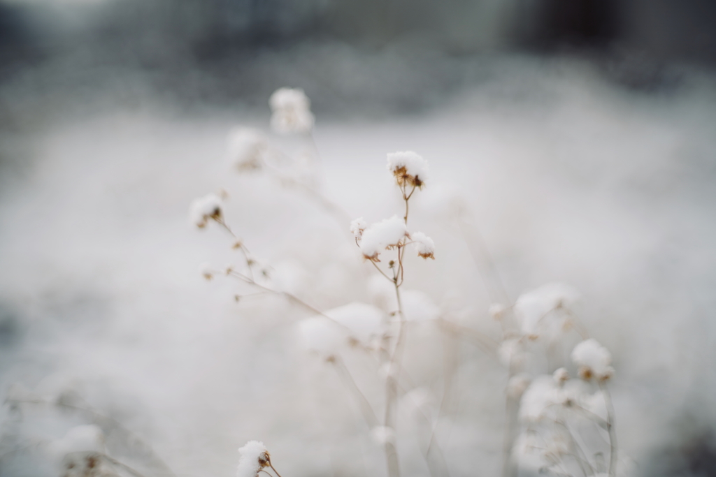 雪。f