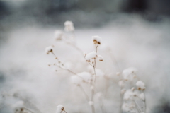 雪。f