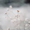 雪。f
