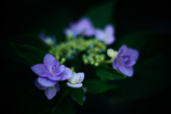 紫陽花探訪 a