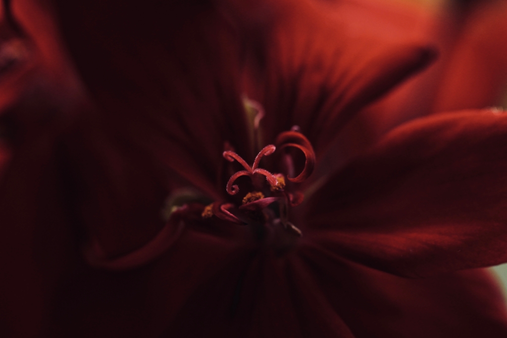 花芯 2 -赤い花-
