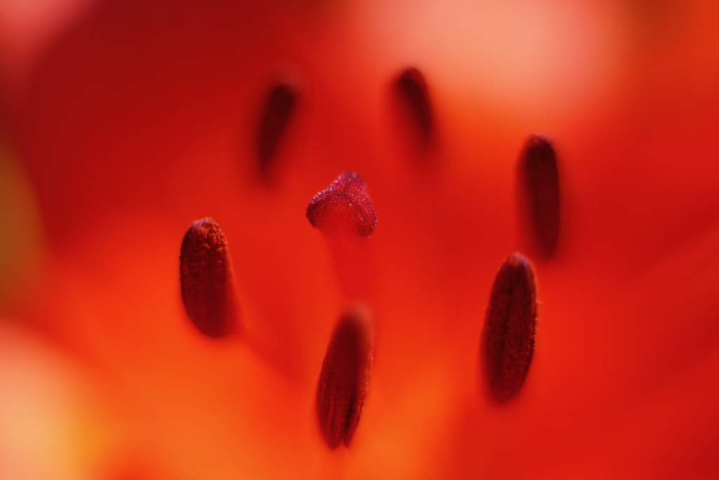 花芯 b