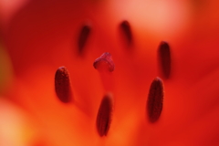 花芯 b