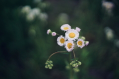 路傍の花 h
