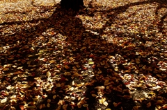 落葉の季節 c