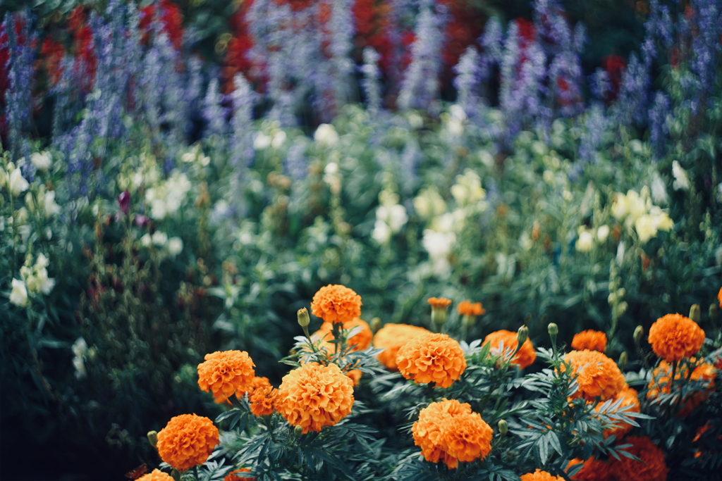 夏の花園 a