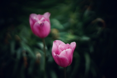 路傍の花 g