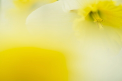 黄色い花の想い
