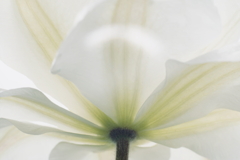 開花 a
