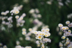 路傍の花 補遺