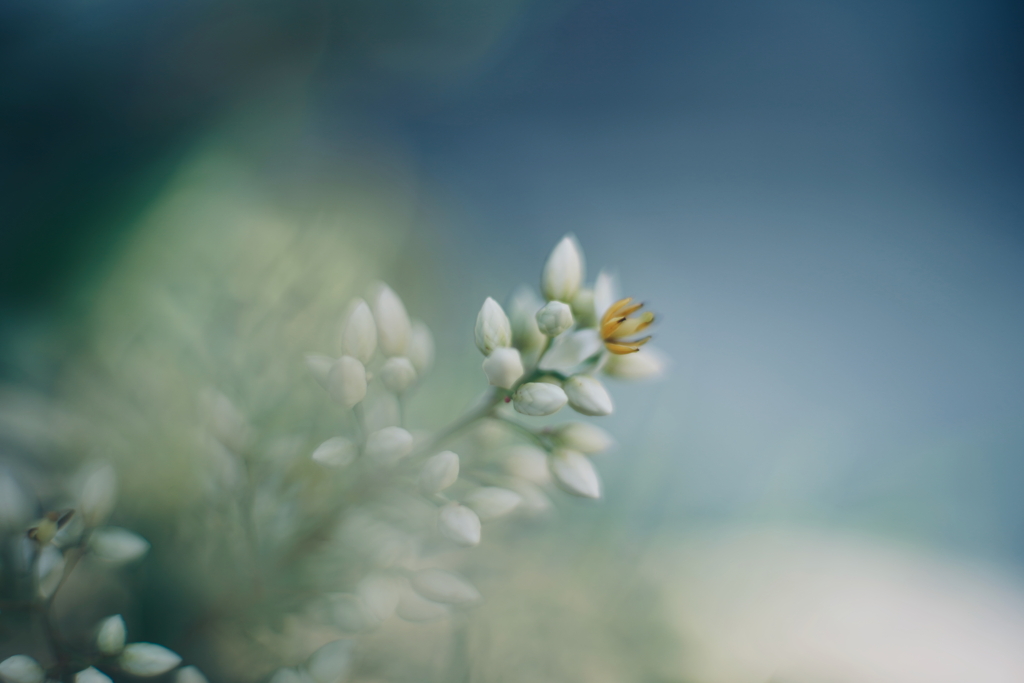 南天の花咲く日 a