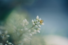 南天の花咲く日 a