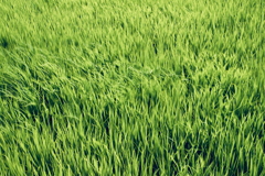風が渡る