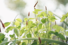 窓辺の緑・再び