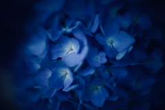 紫陽花に寄せる想い c