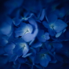 紫陽花に寄せる想い c