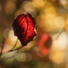 紅い葉